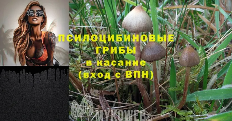 как найти наркотики  Нолинск  Псилоцибиновые грибы Magic Shrooms 